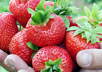 Strawberry KIMBERLY
